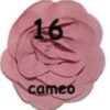 Rosette Mediana - 16-Cameo