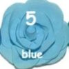 Rosette Mediana - 5-Blue